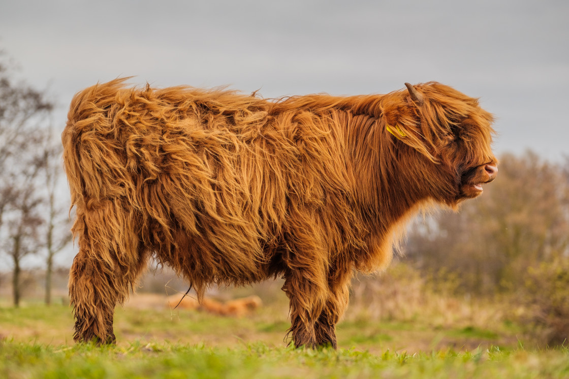 "Scottish Highlander" stock image