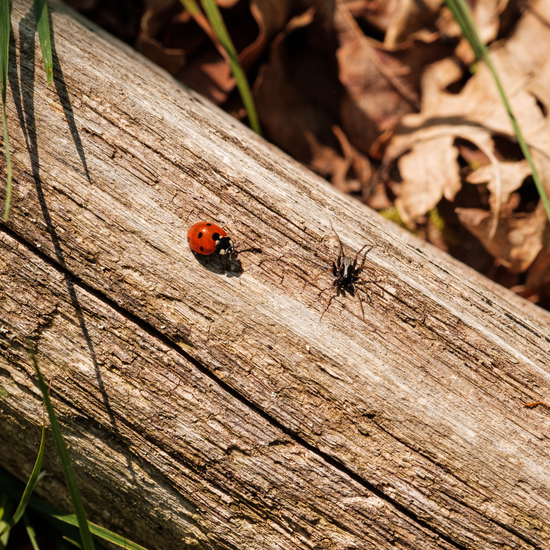 "Creepy Crawlies" stock image