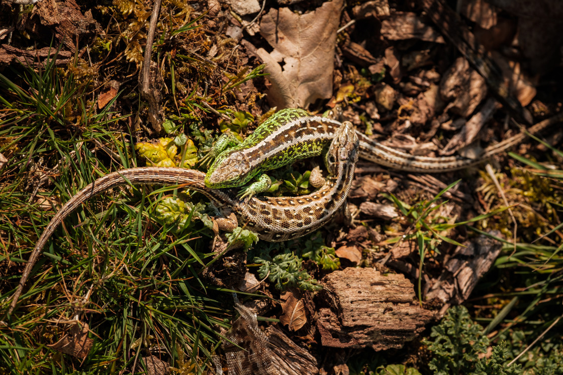 "Sand Lizard" stock image