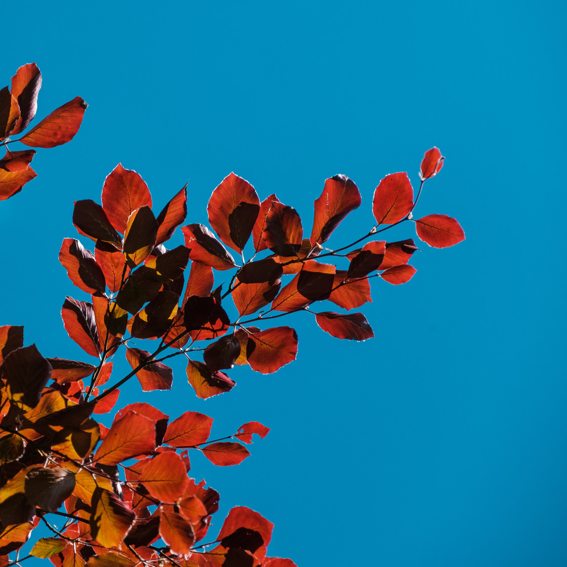 "Spring Leaves" stock image