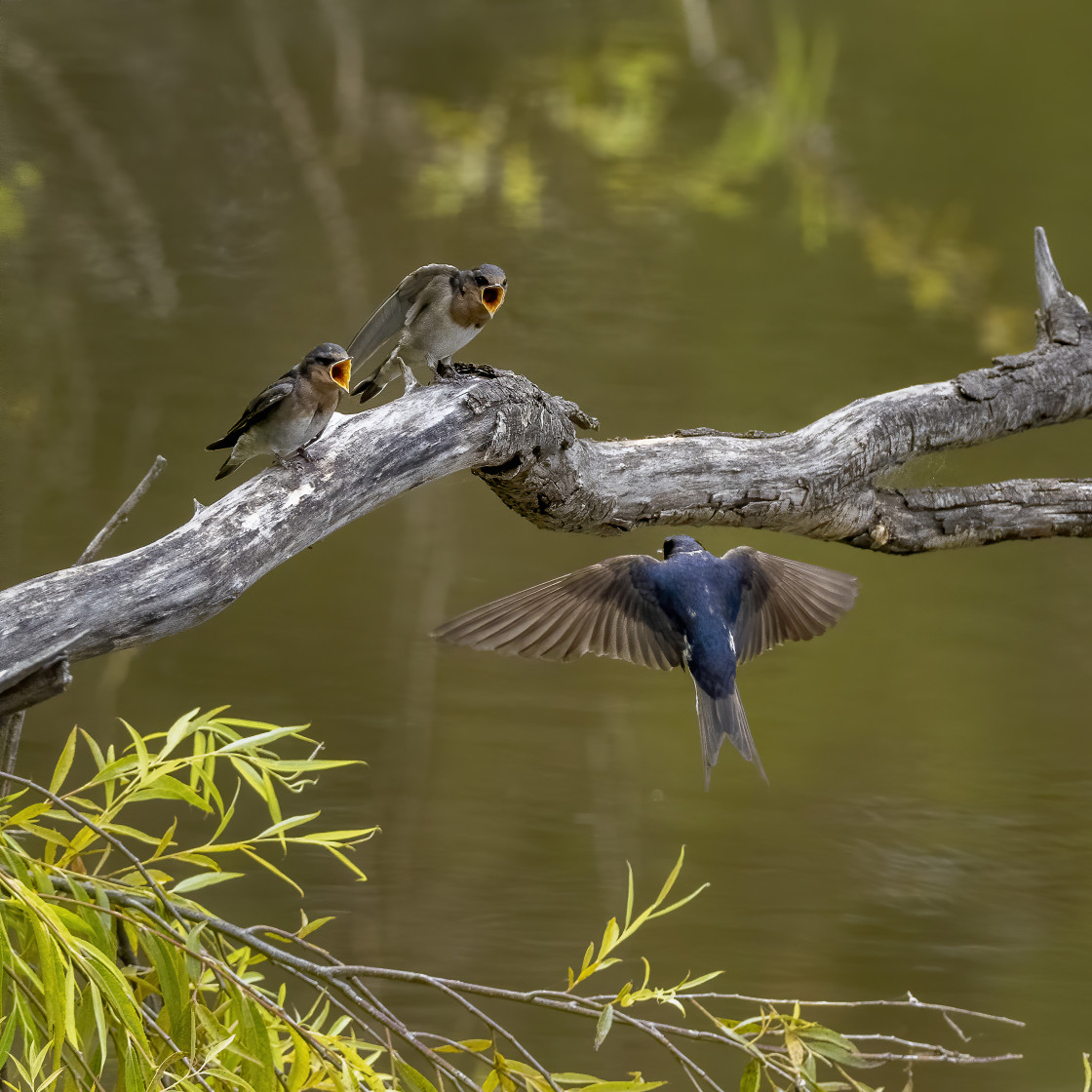 "Incoming Flight" stock image