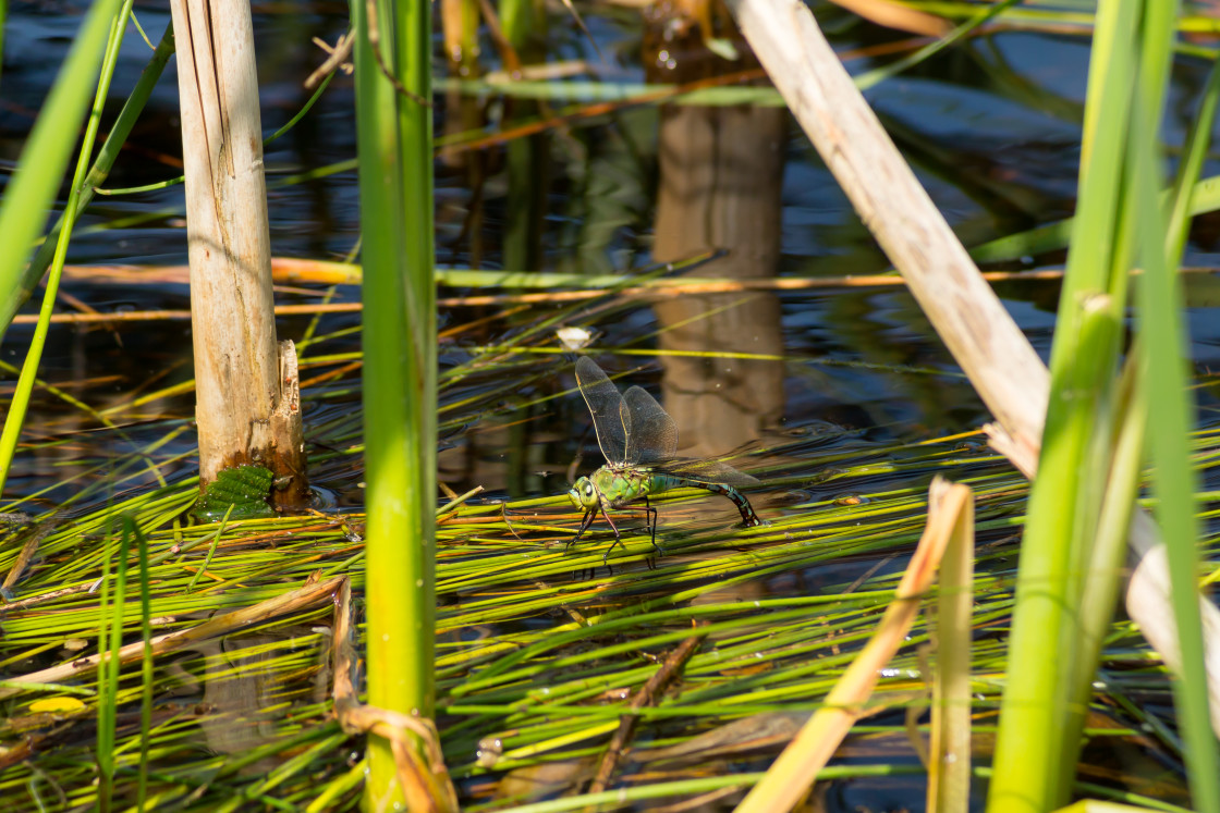 "Emperor Dragonfly" stock image