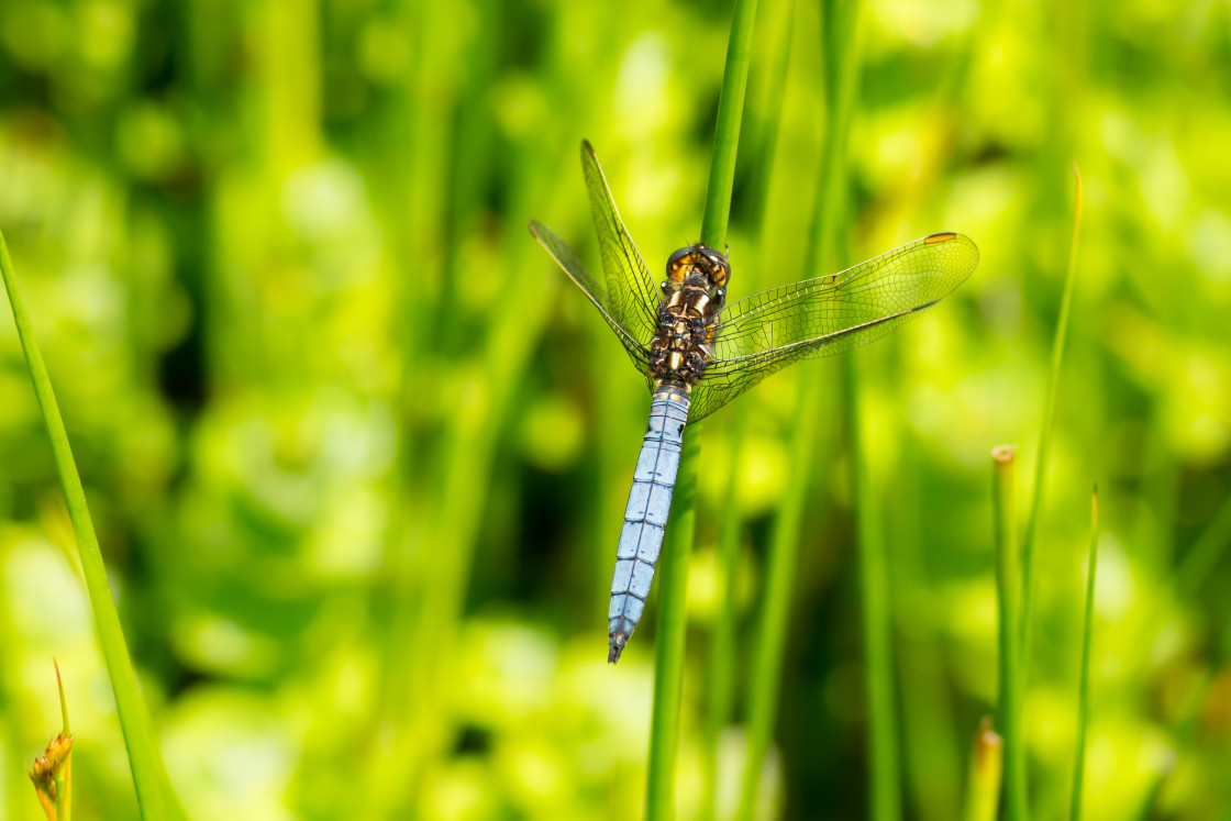 "Keeled Skimmer Dragonfly" stock image