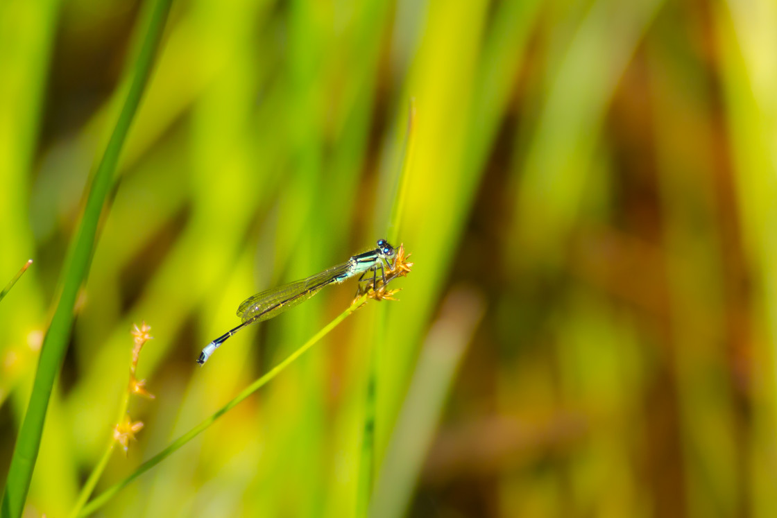 "Blue-tailed Damselfly" by Gordon England - $12.57 "Blue-tailed Damselfly" stock image