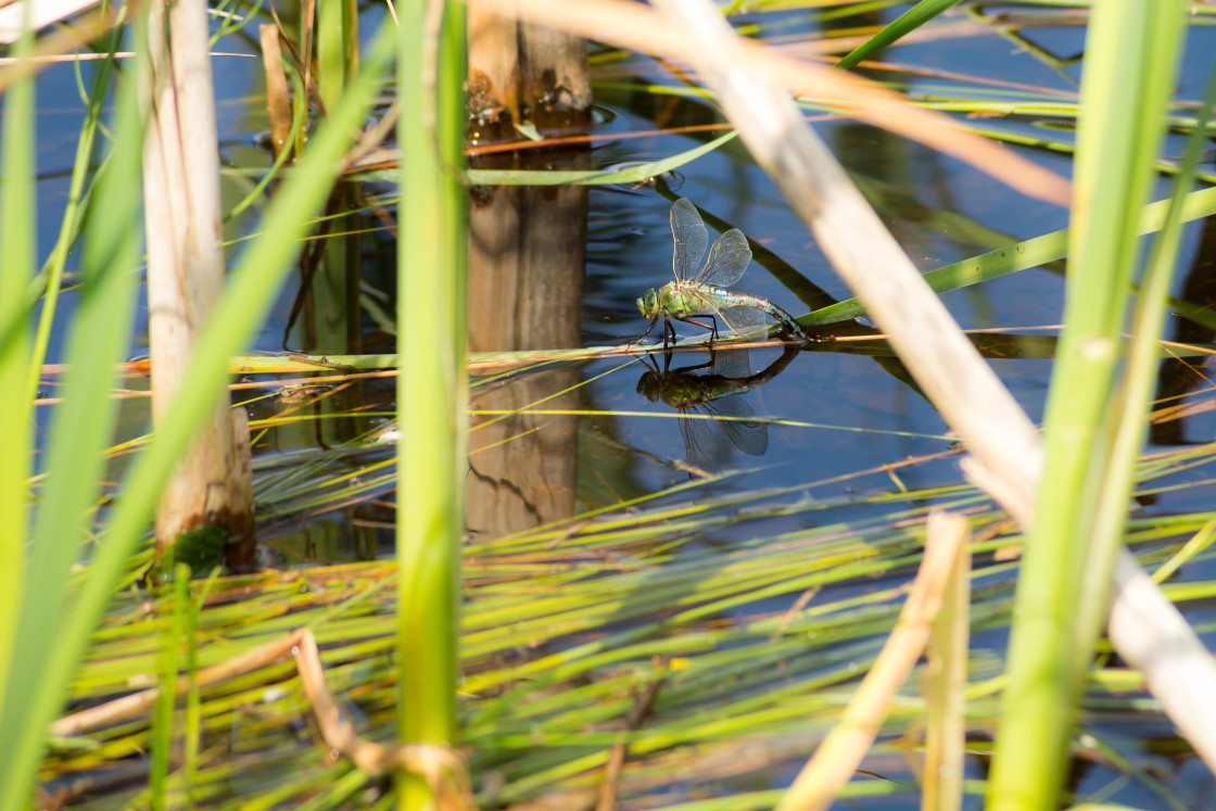 "Emperor Dragonfly" stock image