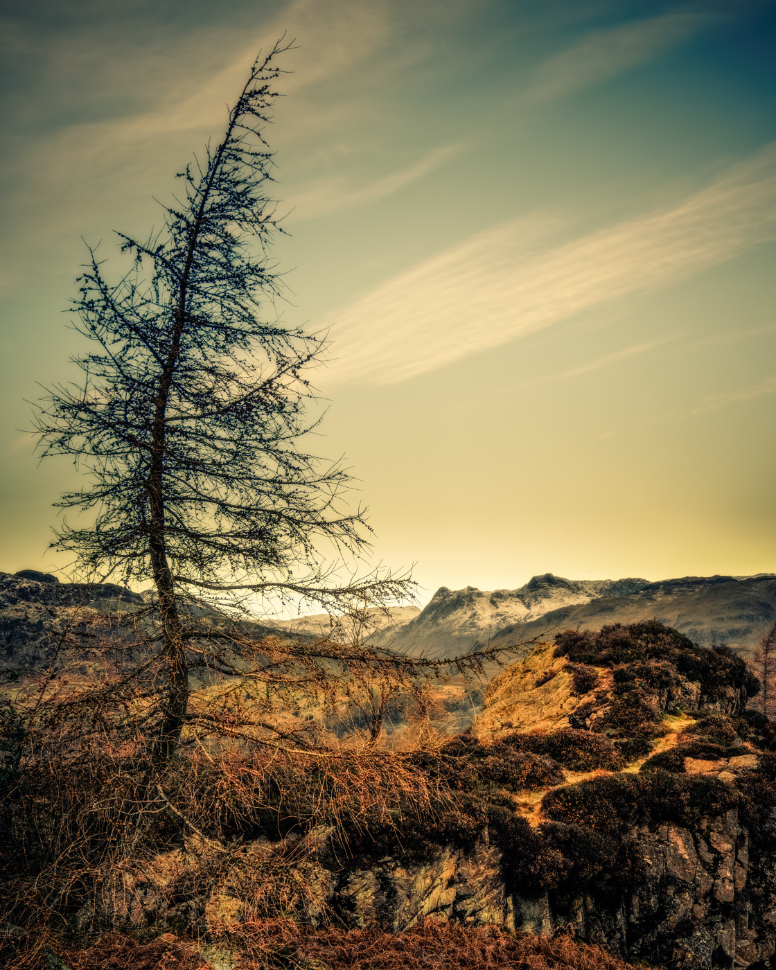 "Larch on Holme Fell" stock image