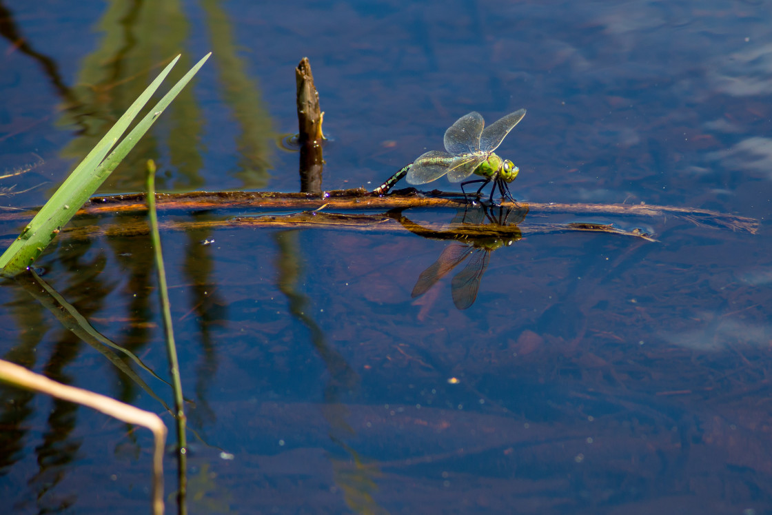 "Emperor Dragonfly" by Gordon England - $12.65 "Emperor Dragonfly" stock image