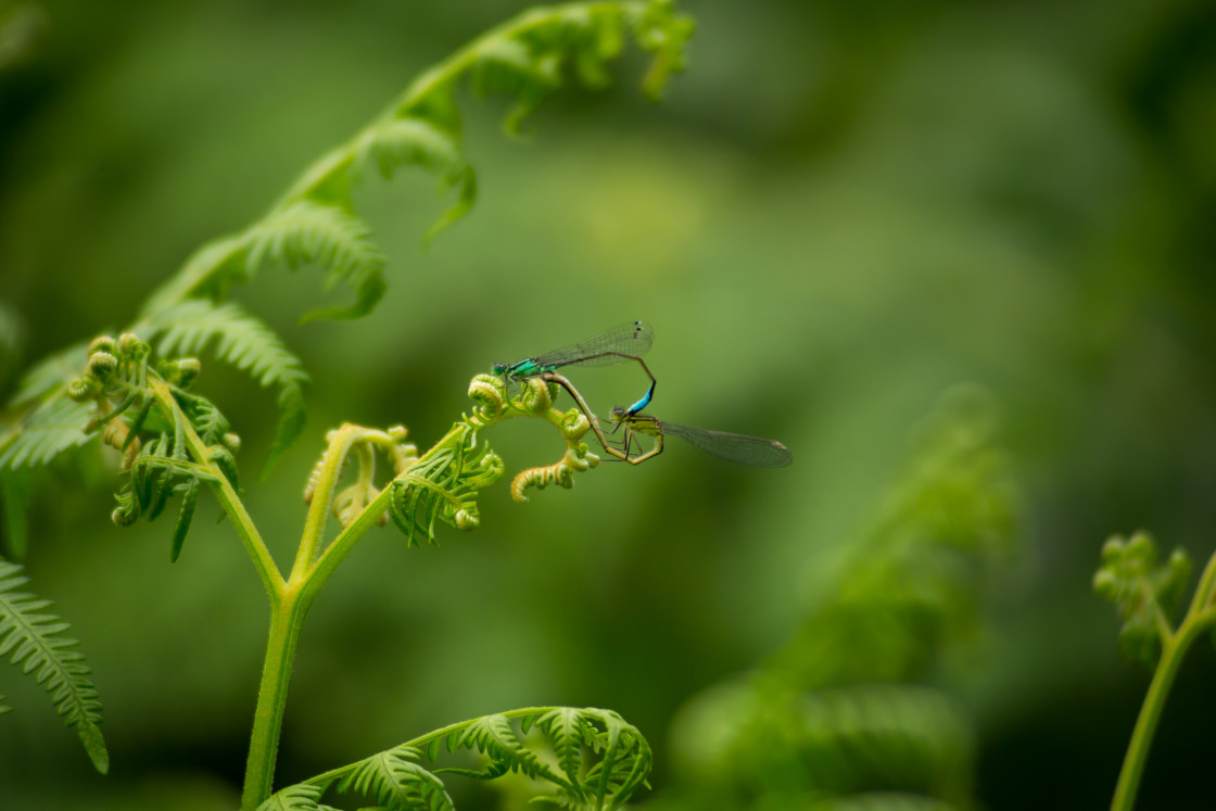 "Blue-tailed Damselfly Copulation Wheel" by Gordon England - $12.56 "Blue-tailed Damselfly Copulation Wheel" stock image