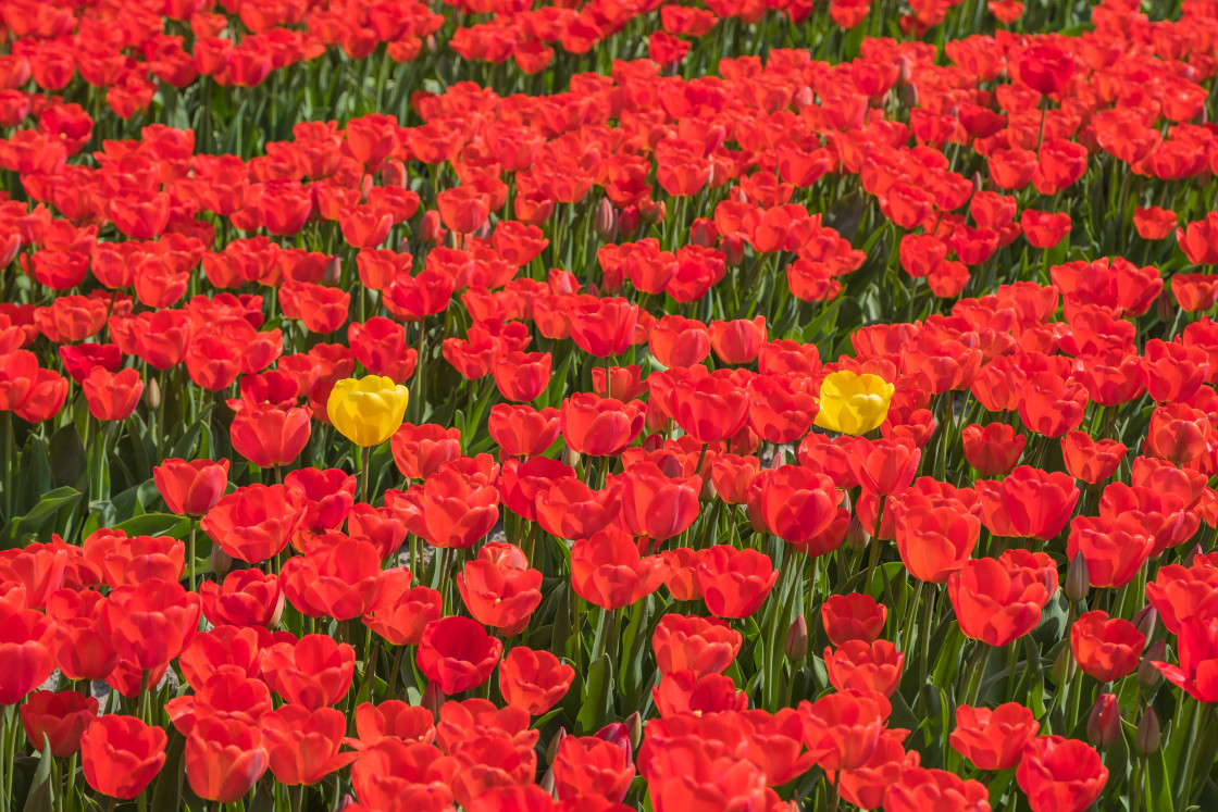 "Tulips" stock image