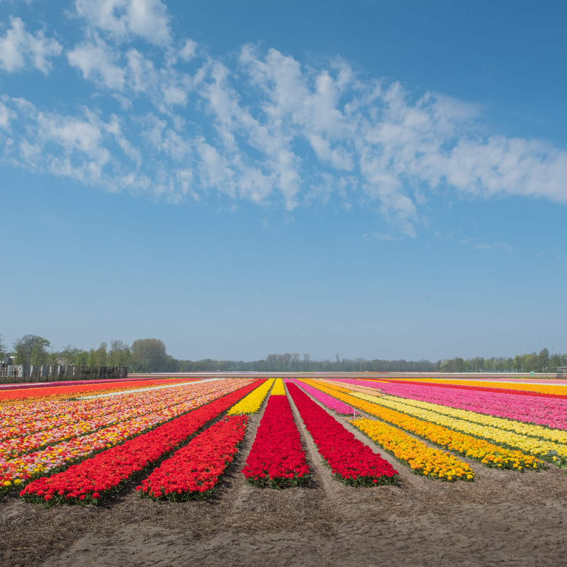 "Flowers" stock image