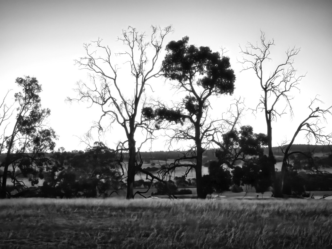 "Wheatbelt Farm Scene 4" stock image