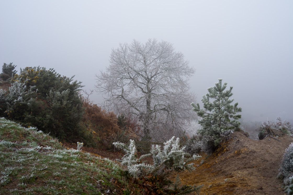 "Freezing Fog" stock image