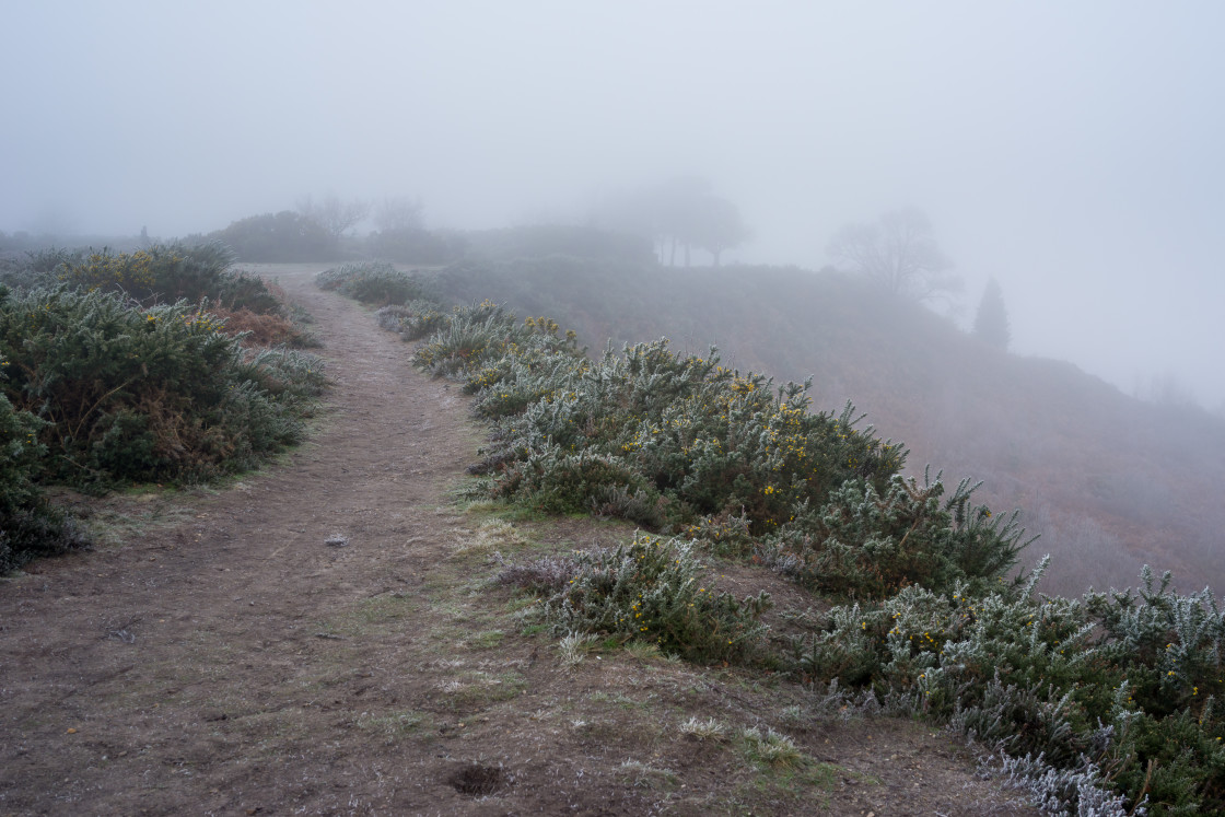 "Jubilee Clump in Freezing Fog" stock image