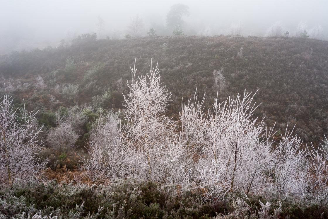 "Frost Covered Trees" stock image