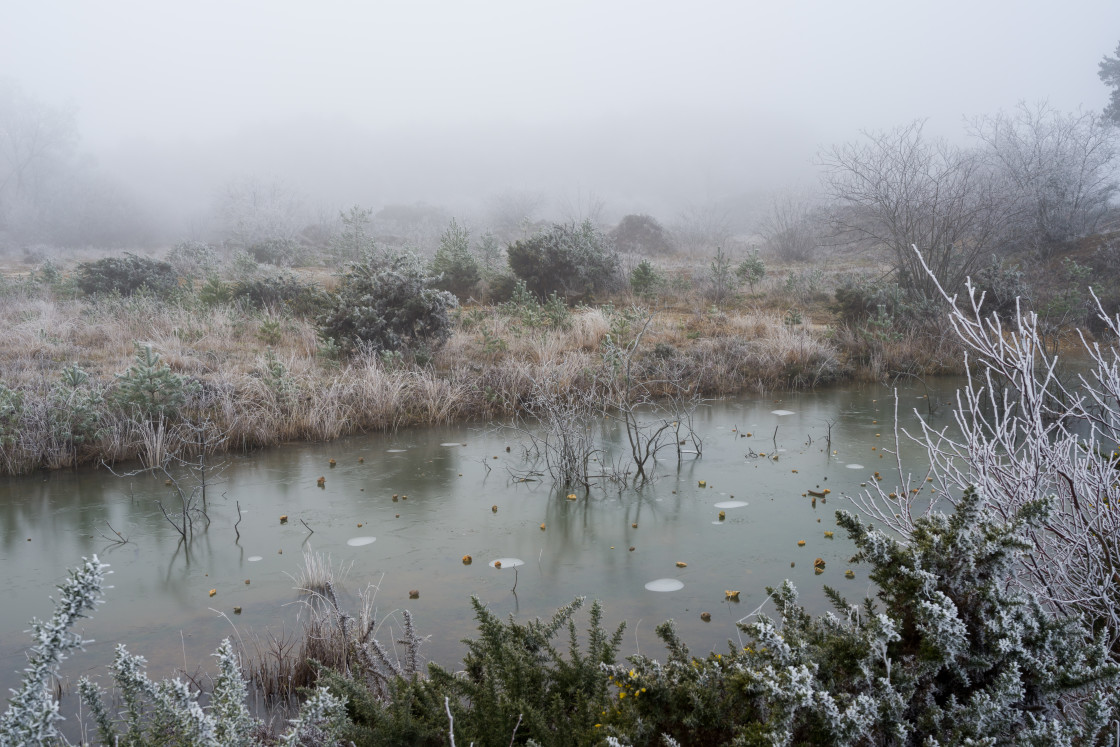 "Frosty" stock image