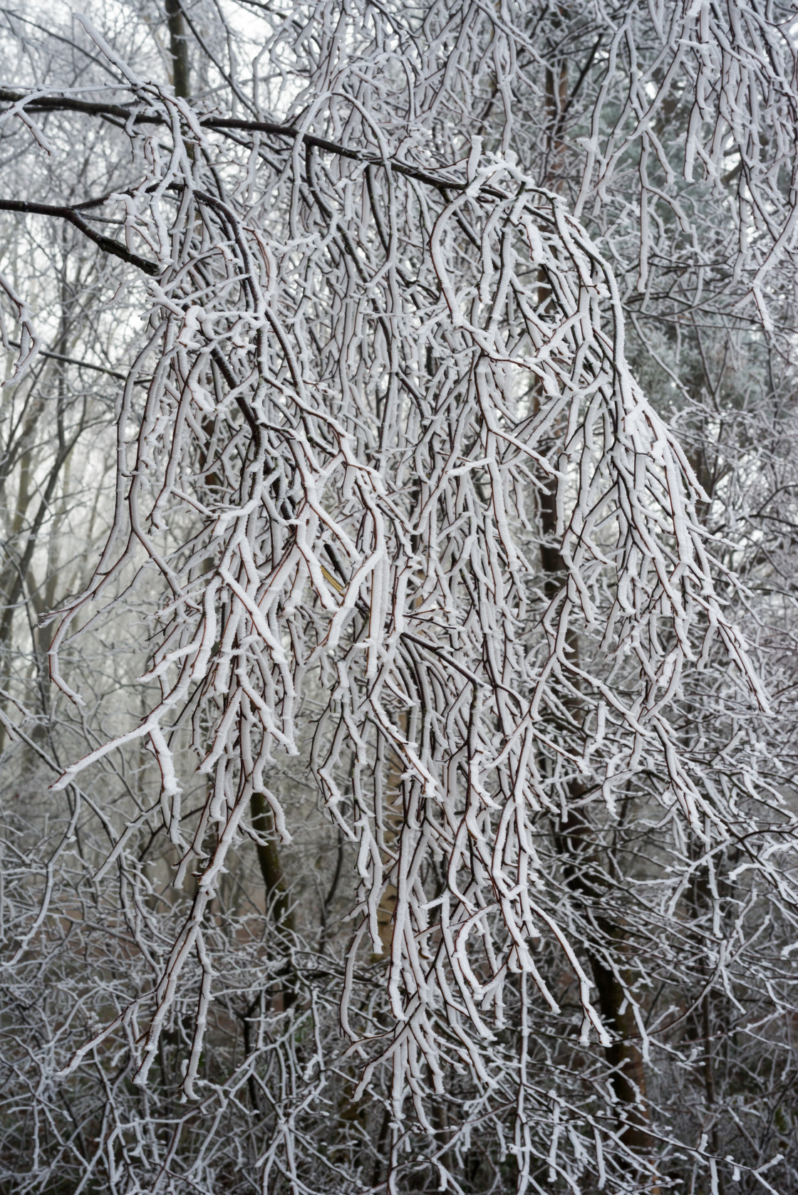 "Frosty Branch" stock image