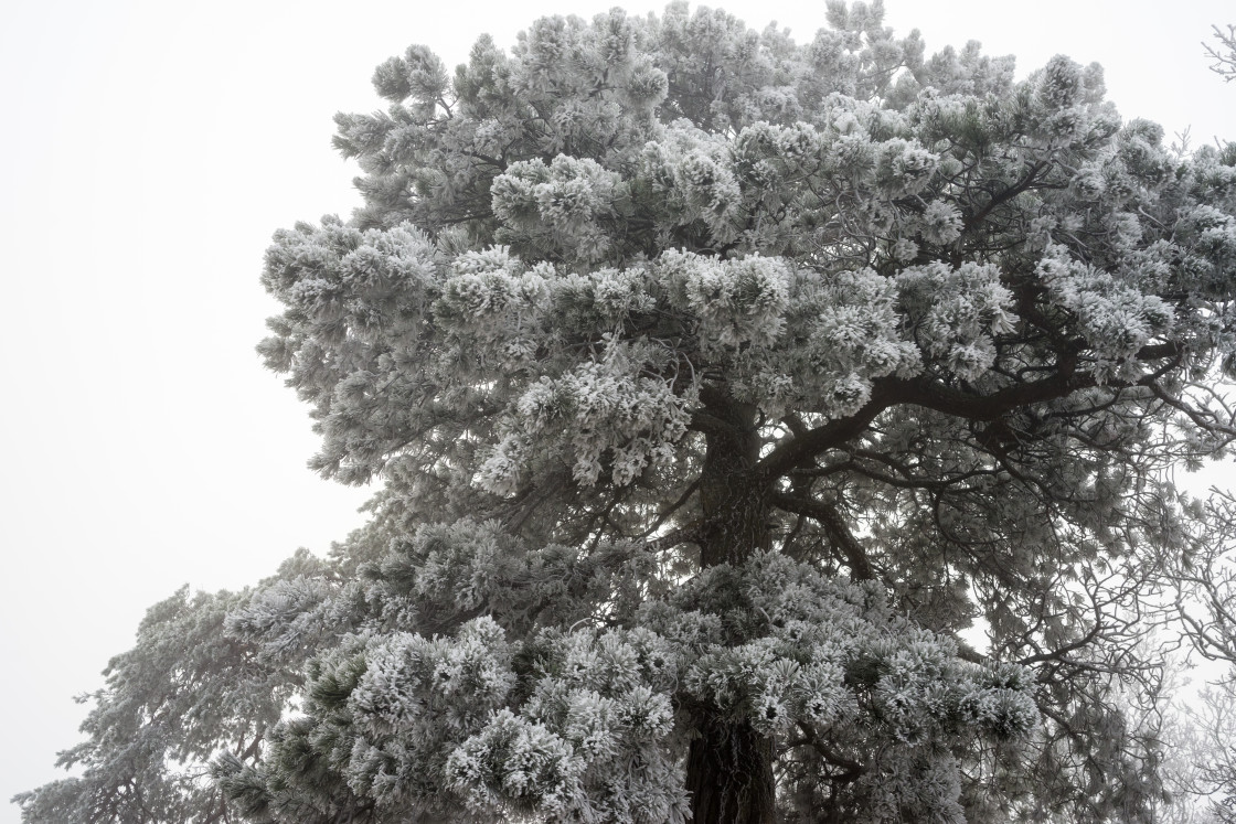 "Frosty Pine" stock image