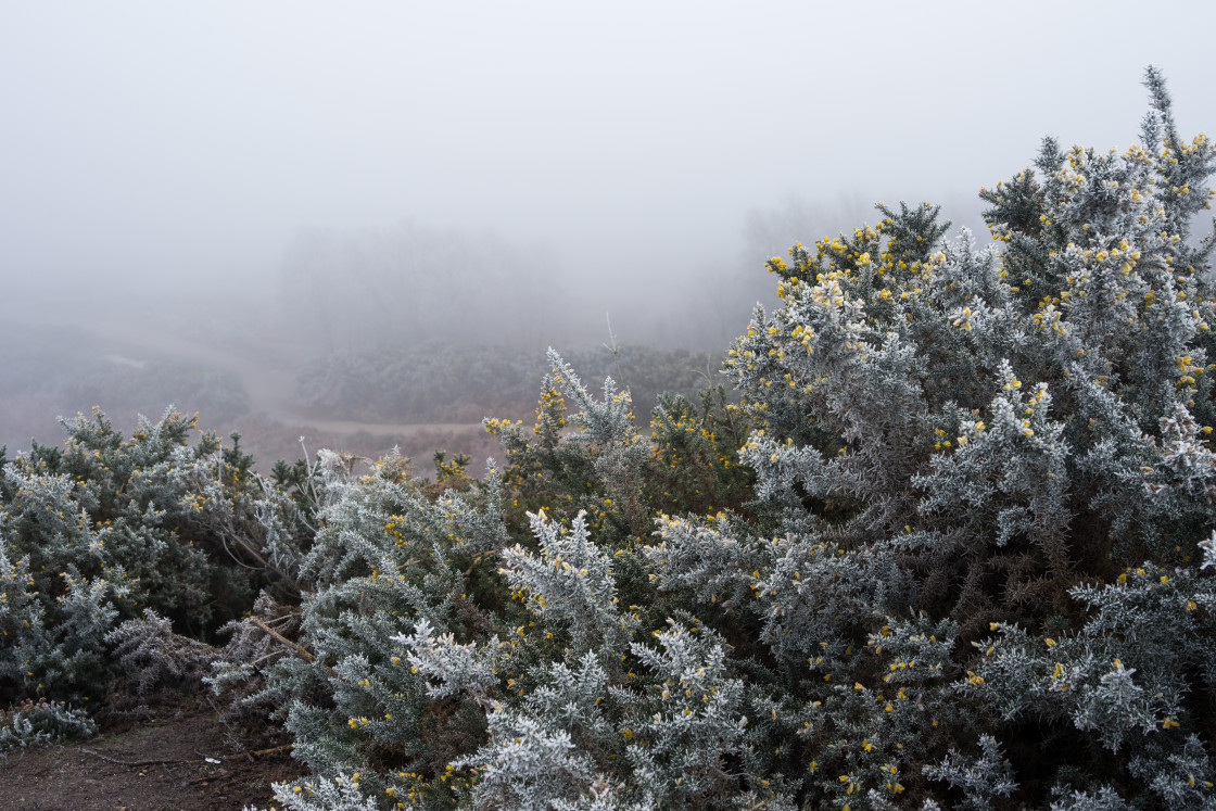 "Frosty Gorse" stock image