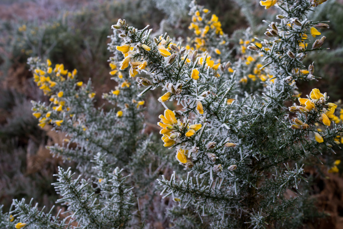 "Frosted Gorse Flowers" stock image