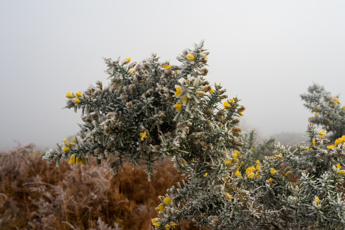 "Winter Gorse" stock image