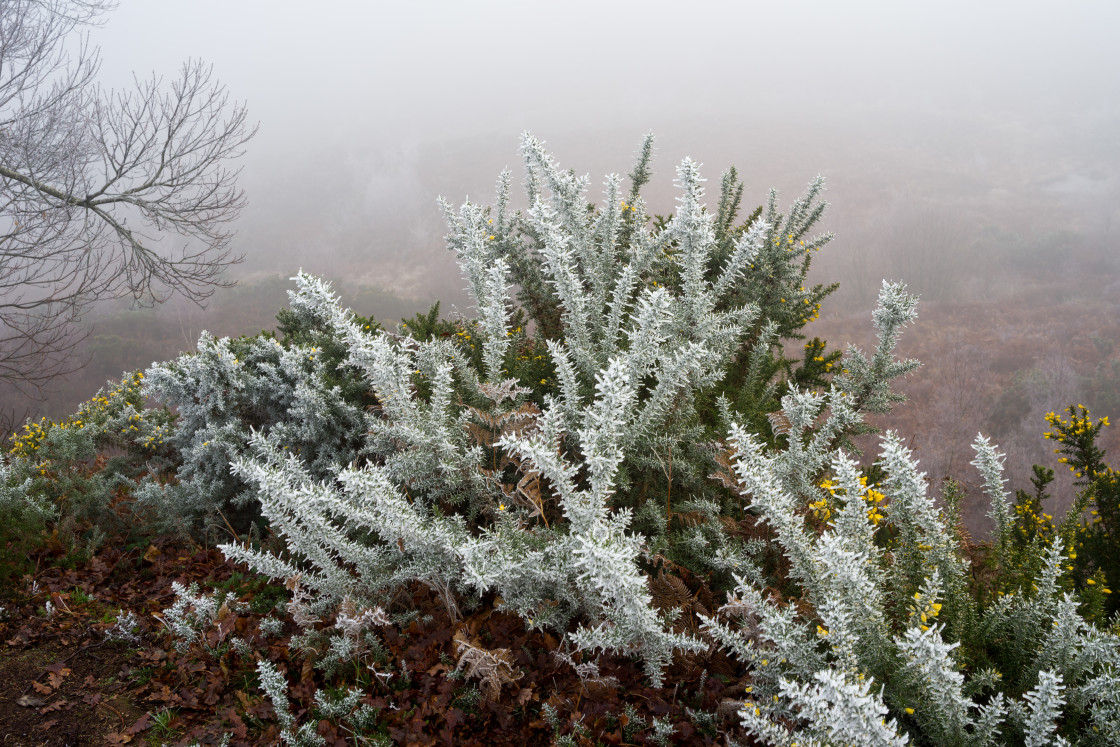 "Winter Gorse" stock image