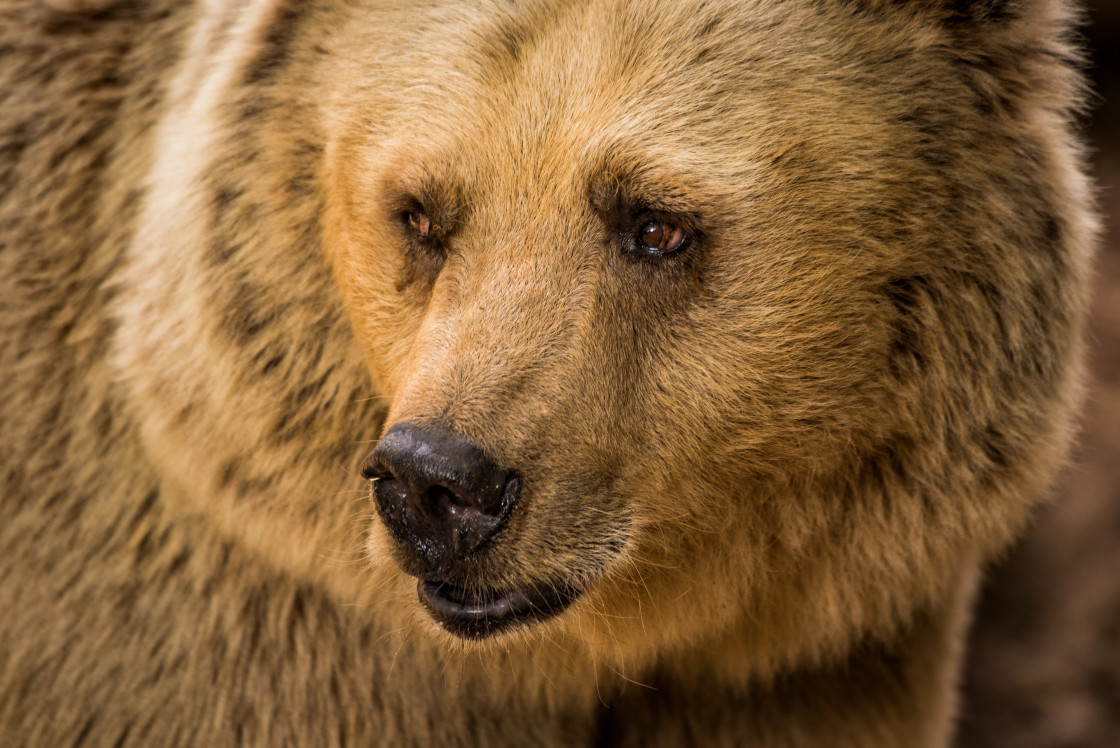 "A bear's look" stock image