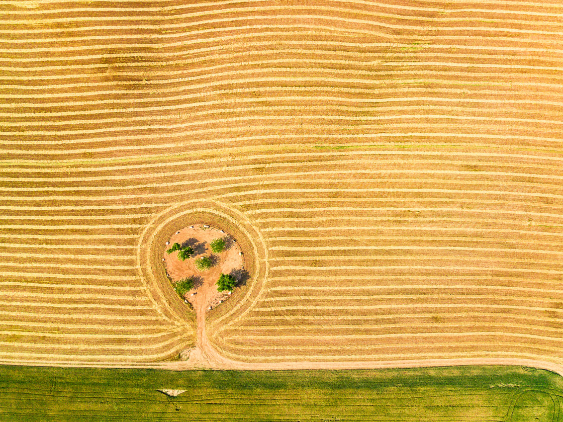 "Trees in a field" stock image