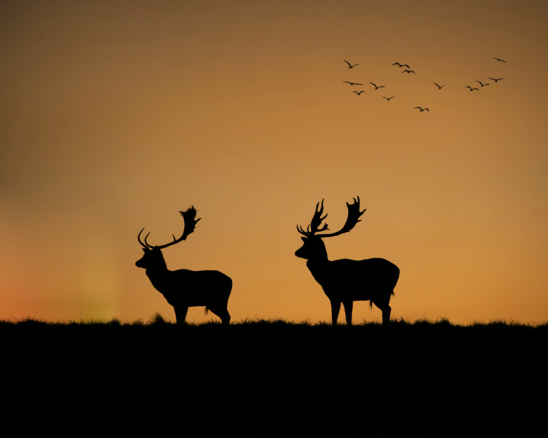 "Sunset Silhouette" stock image