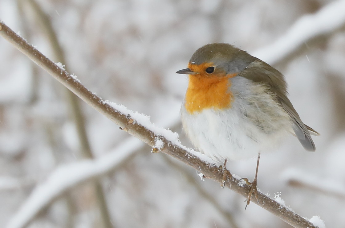 "Fly Robin fly" stock image