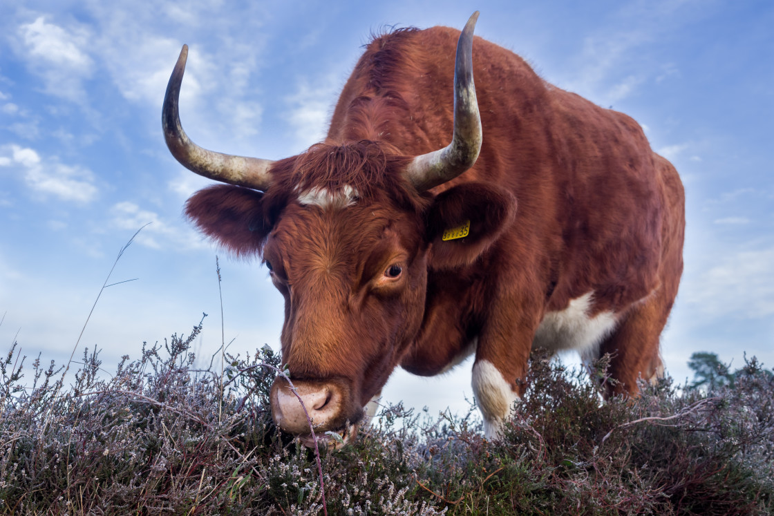 "Cow Grazing" stock image