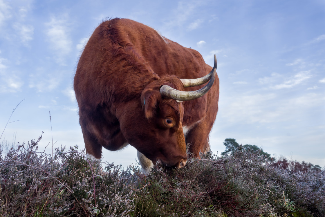 "Cow Grazing on Heather" stock image