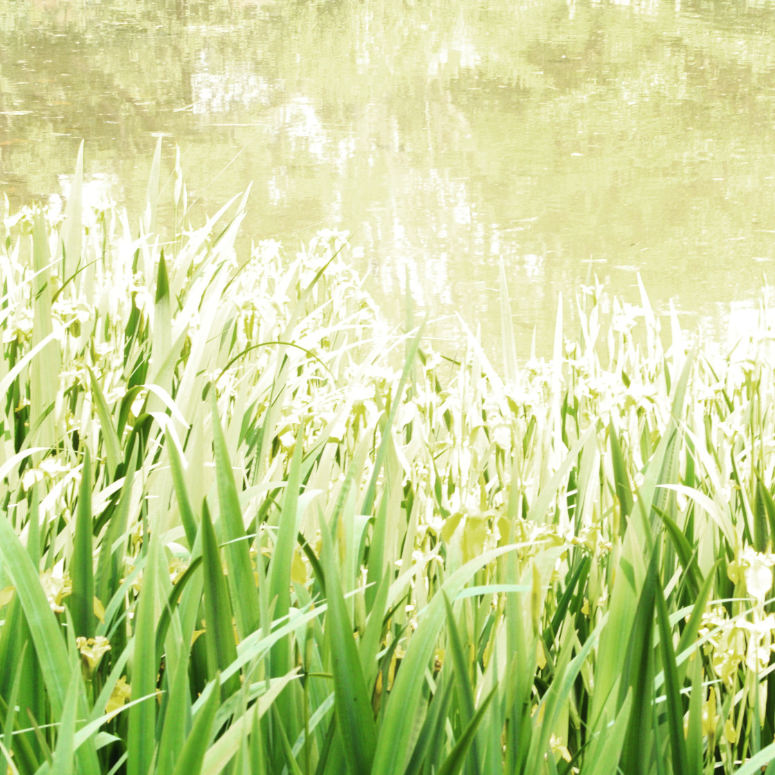 "Green pond" stock image