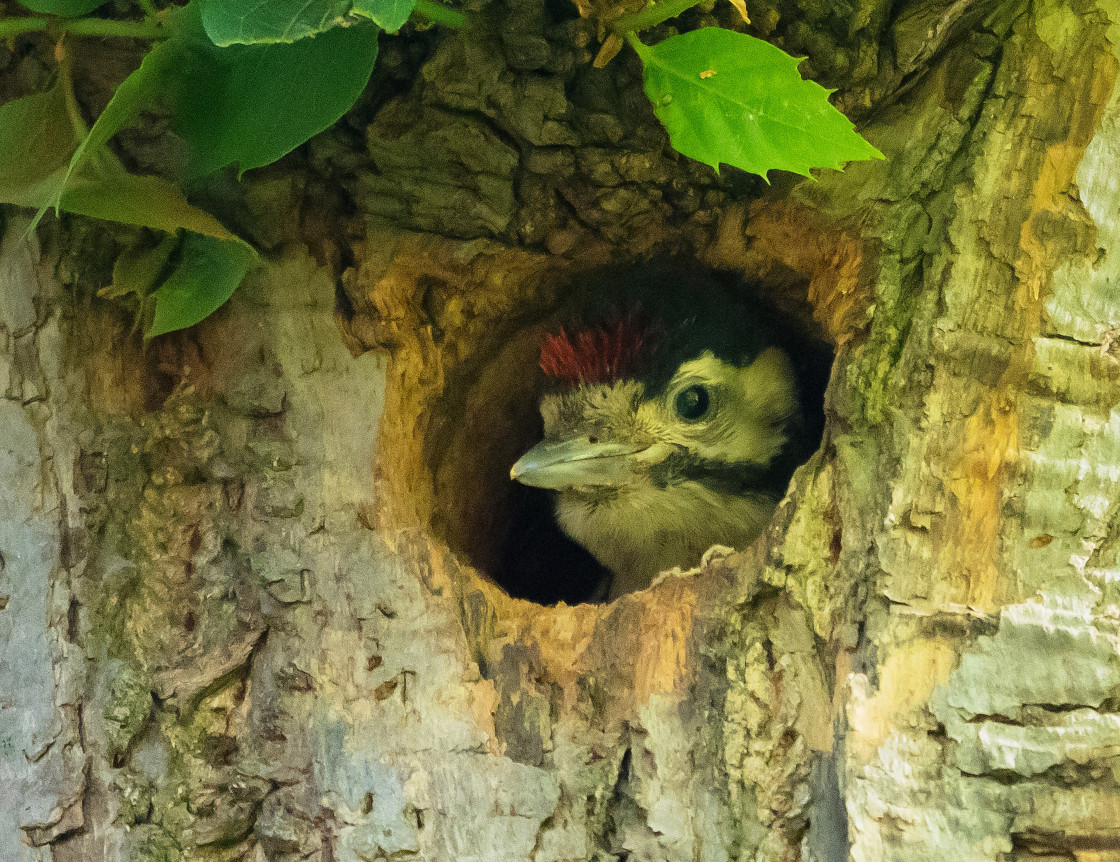 "Greater Spotted Woodpecker Chick" stock image