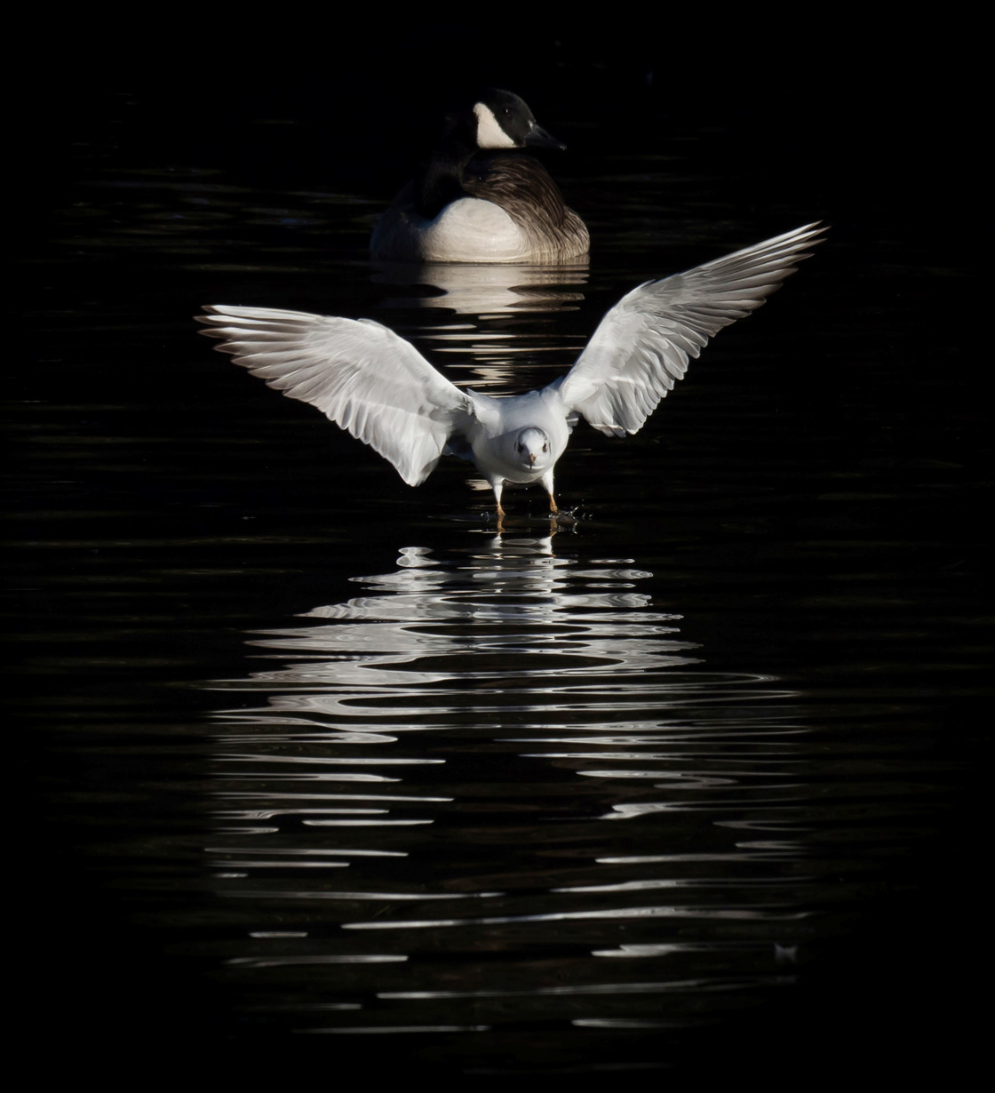 "Paths Of Reflection" stock image