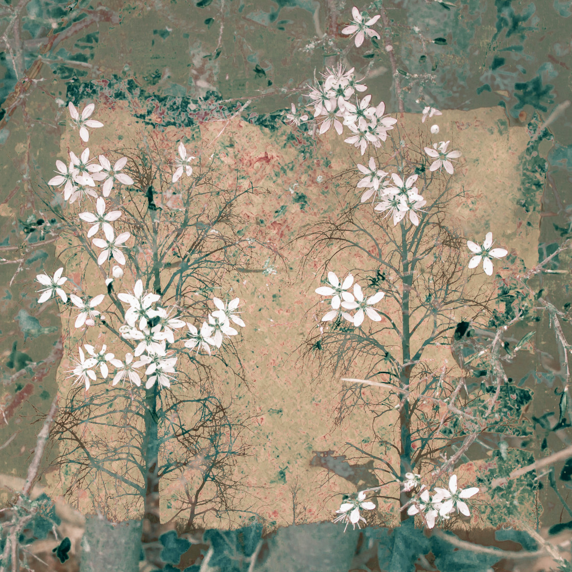 "White Blooms" by Lynne Blount - £15.00 "White Blooms" stock image