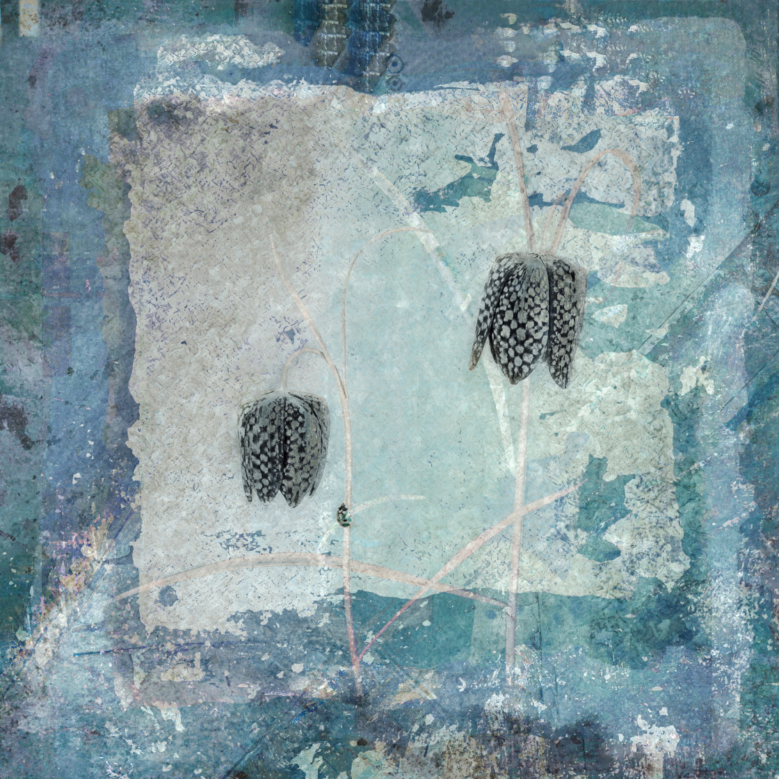 "Fritillaries" by Lynne Blount - £15.00 "Fritillaries" stock image