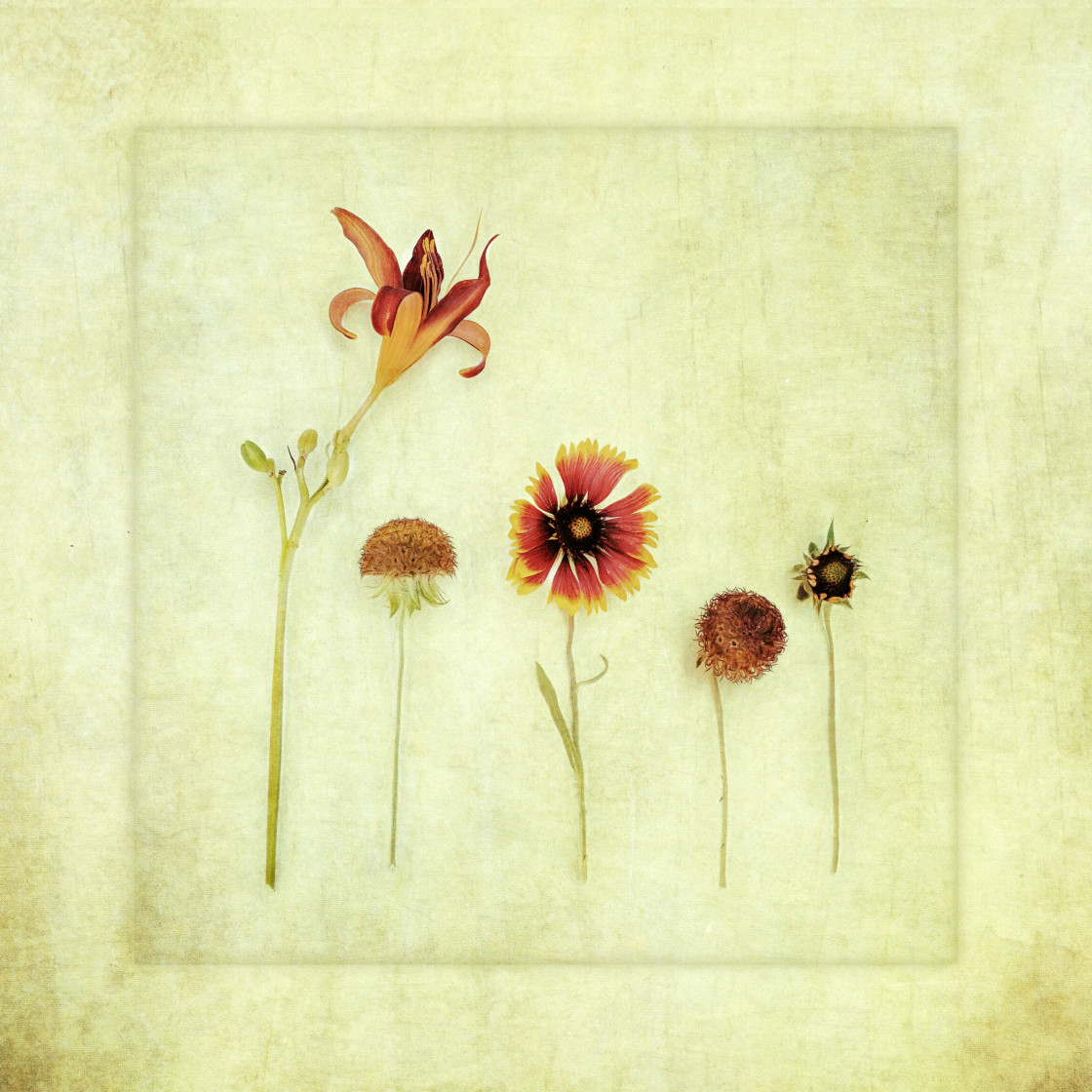"Garden Flowers" by Lynne Blount - $30.41 "Garden Flowers" stock image