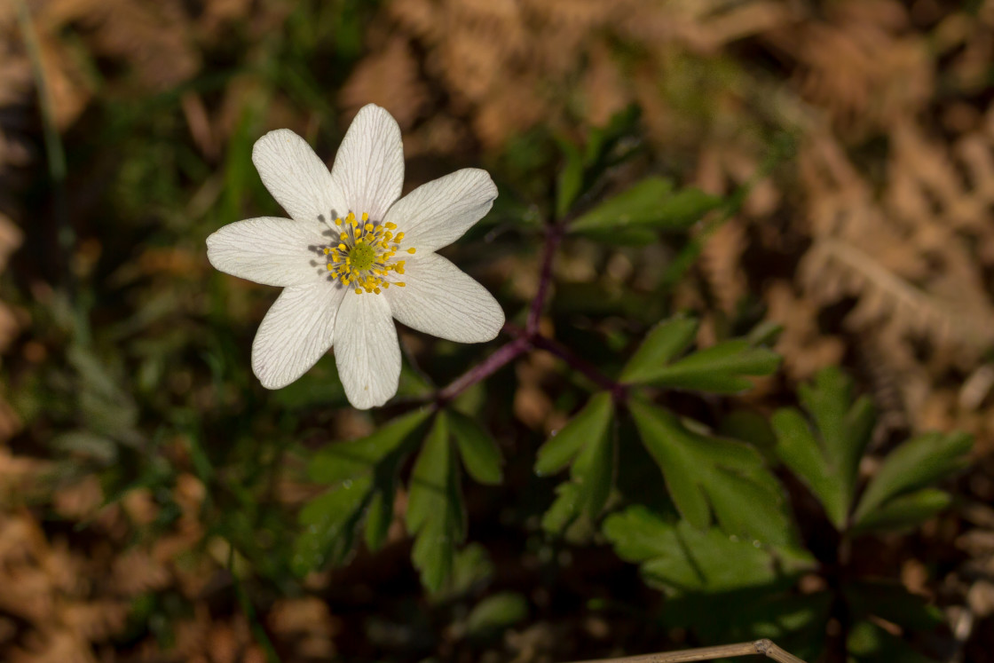 "Wood Anemone Flower" stock image