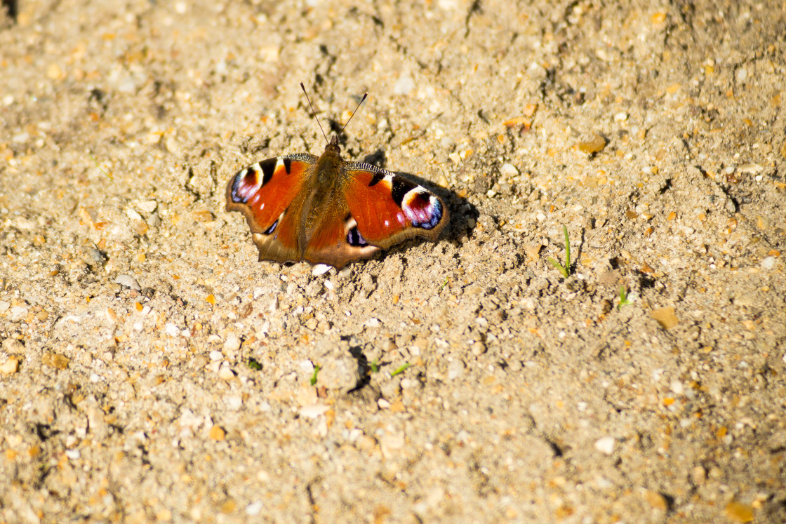 "Peacock Butterfly" stock image