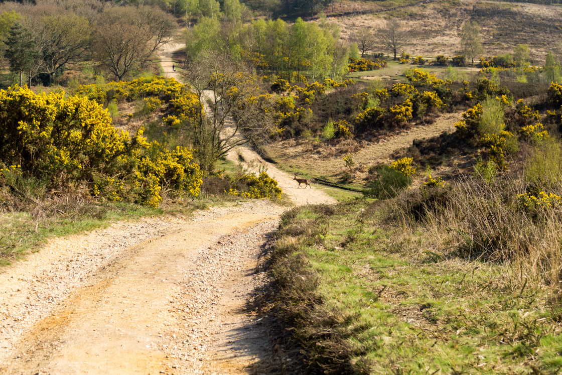 "Roe Deer in Colourful Heathland" stock image