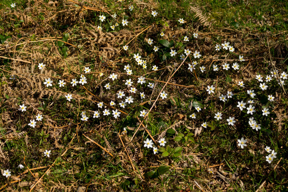 "Wood Anemone Flowers" stock image