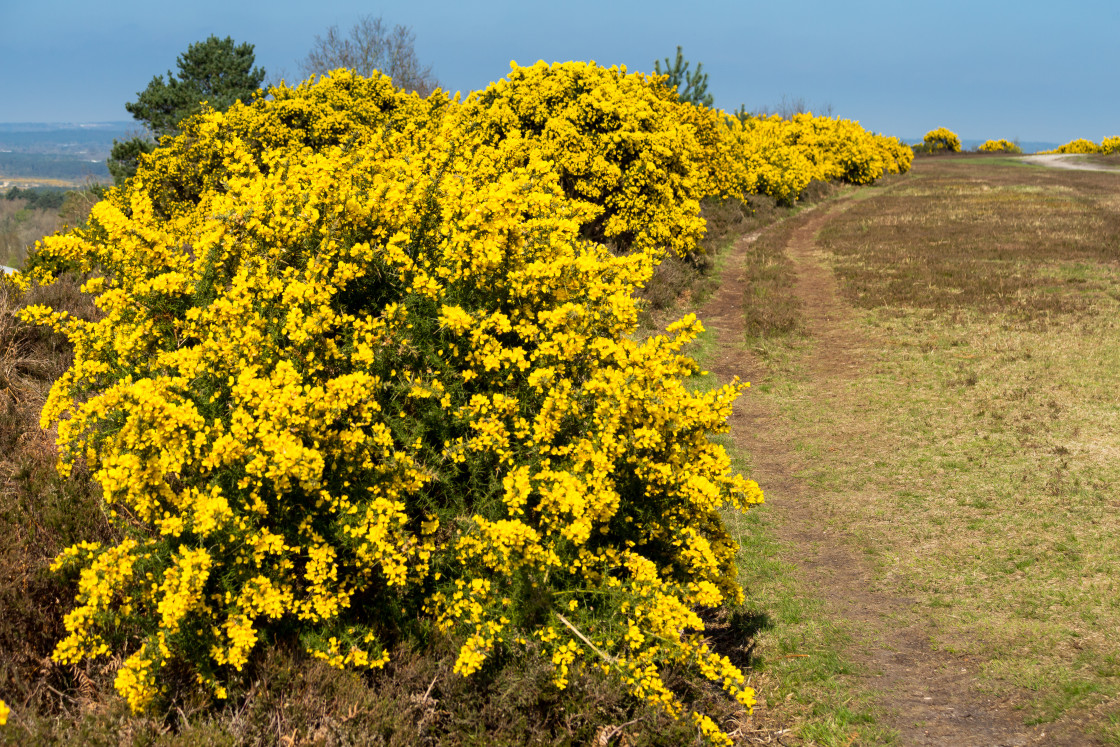 "Gorse Bloom" stock image