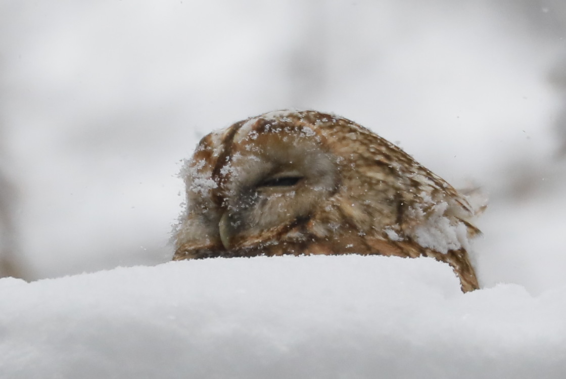 "Let it snow" stock image