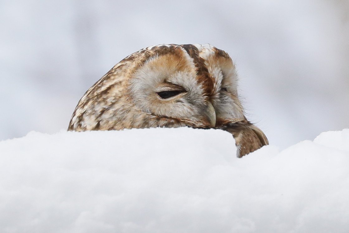 "Let it snow" stock image