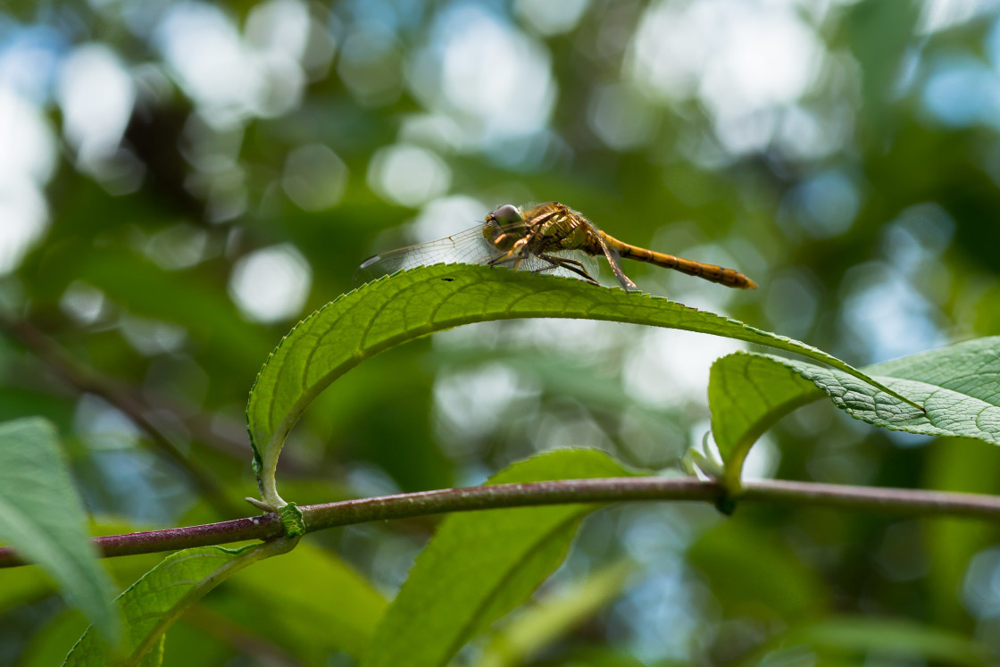 "Dragonfly on Leaf" stock image