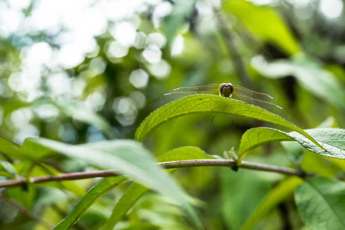 "Dragonfly Peering over Leaf" stock image