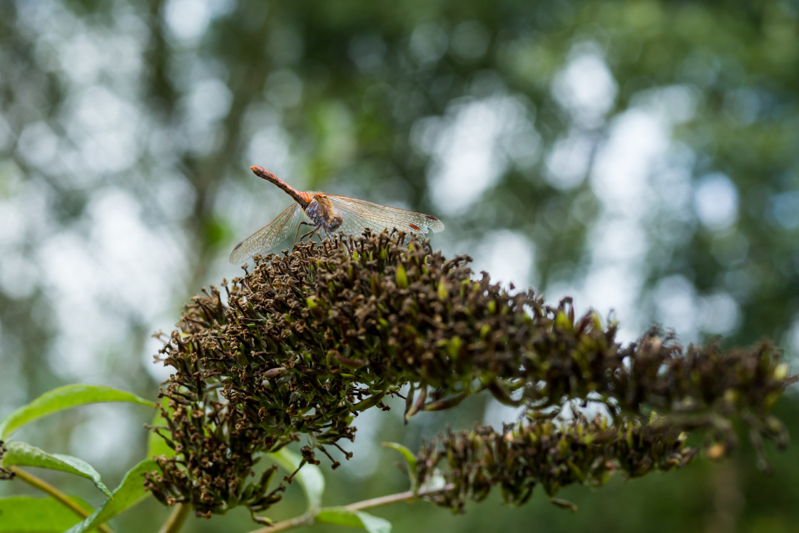 "Common Darter Dragonfly" stock image