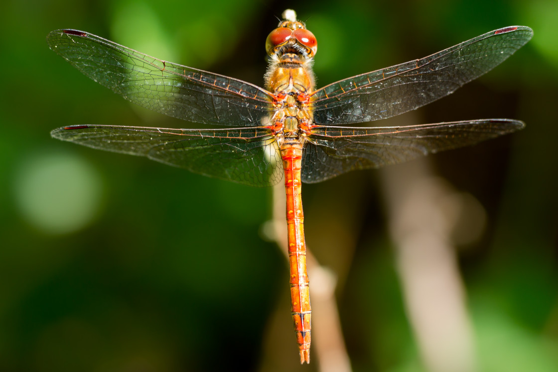 "Common Darter Dragonfly" stock image