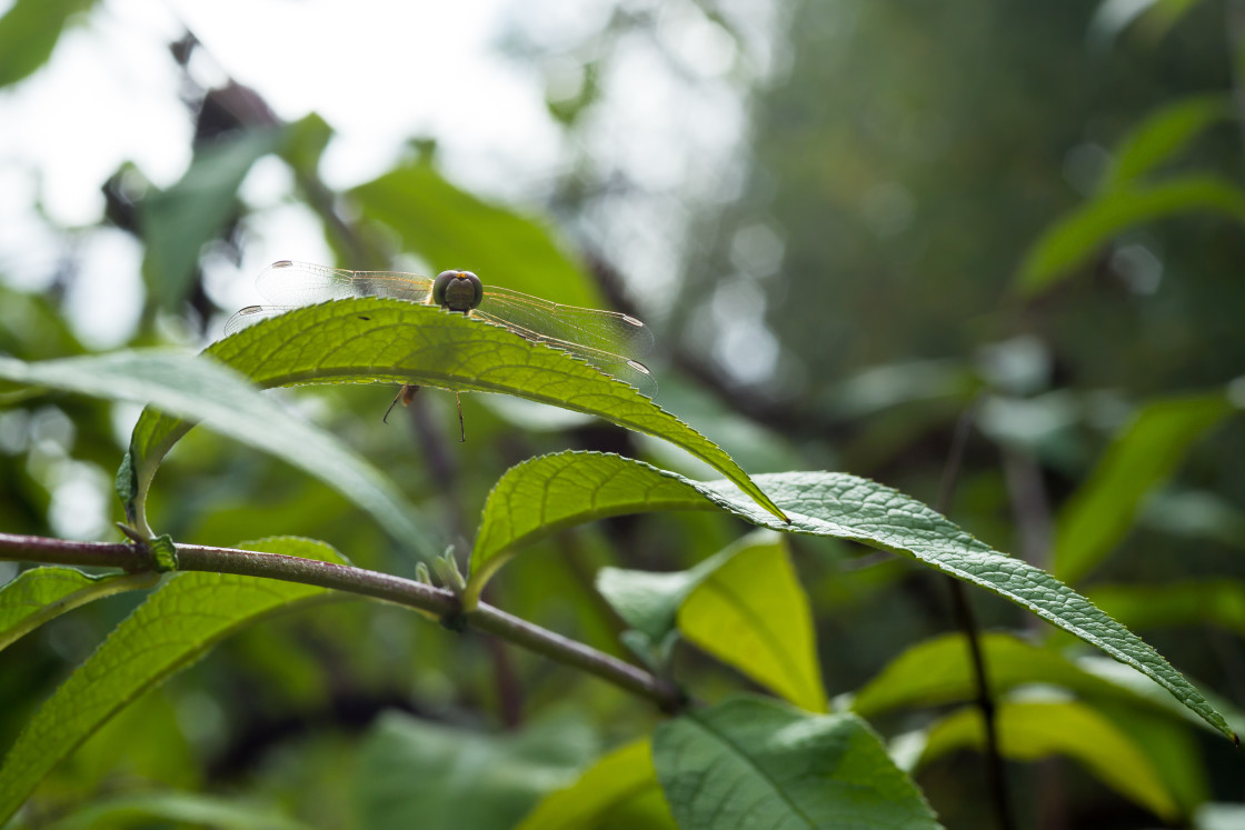 "Dragonfly Peering over Leaf" by Gordon England - $12.71 "Dragonfly Peering over Leaf" stock image