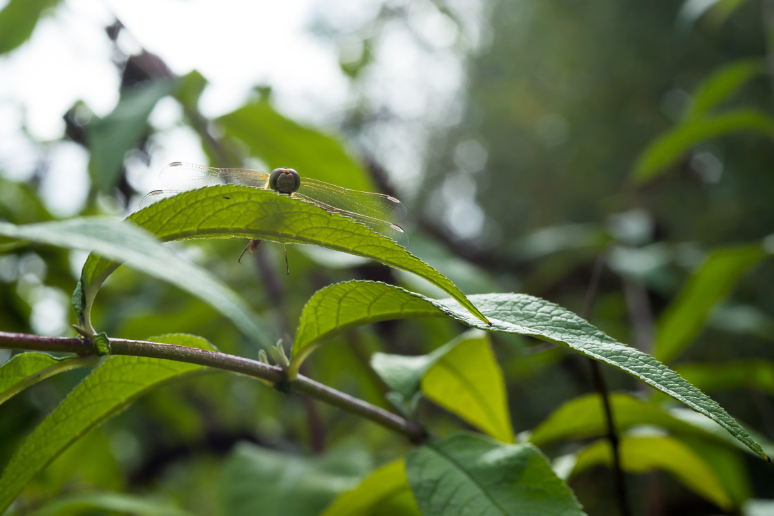 "Dragonfly Peering over Leaf" stock image